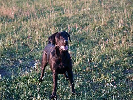 Labrador retriever Signe billede 3