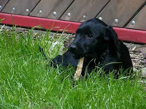 Labrador retriever Signe billede 4