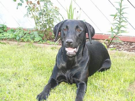 Labrador retriever Signe billede 5