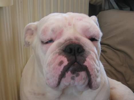 Engelsk bulldog Betty - Jeg har spist min mors tulipan løg...og kunne ik tåle dem.  billede 6