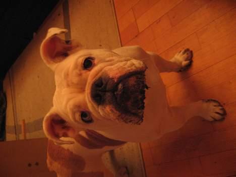 Engelsk bulldog Betty - Kun lidt beskidt efter en tur i haven billede 7