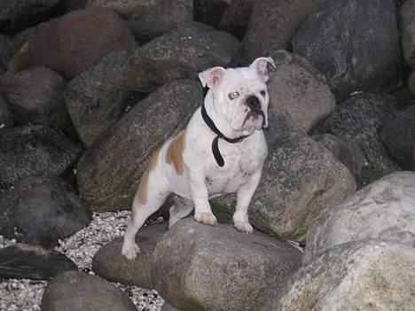 Engelsk bulldog Betty - Holder udkig billede 8