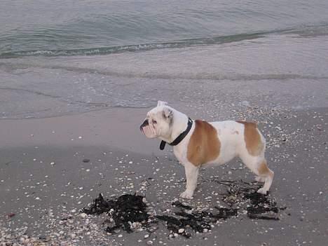 Engelsk bulldog Betty - En tur på stranden..elsker at bade billede 9