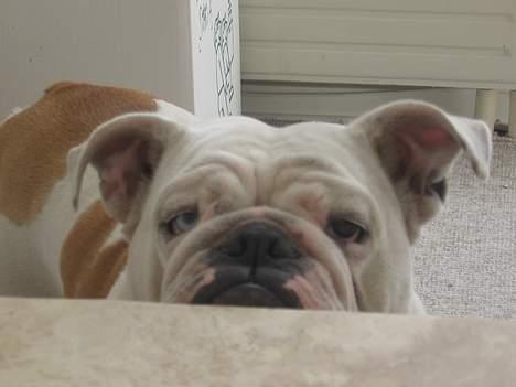 Engelsk bulldog Betty - Har i set mig... billede 10