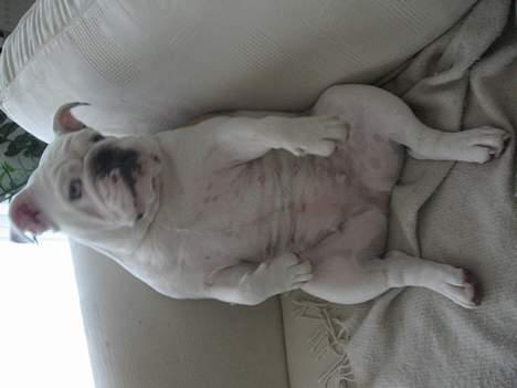 Engelsk bulldog Betty - Jeg er da lidt charmerende billede 11