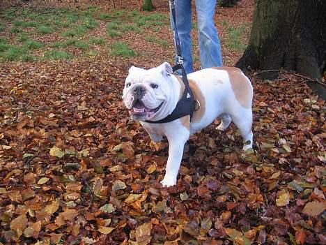 Engelsk bulldog Betty - Elsker mine ture i skoven billede 12