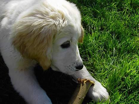 Golden retriever Balou billede 18