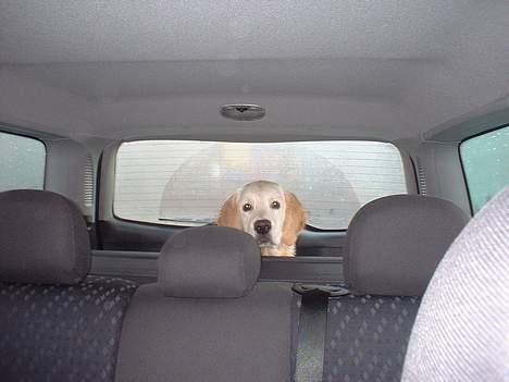 Golden retriever Balou - Jeg er klar.. Kør nu bare! billede 19