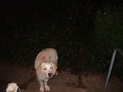 Golden retriever Balou - Kommer i ??? billede 20