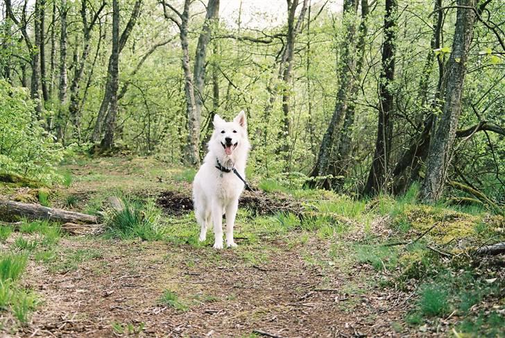 Hvid Schweizisk Hyrdehund Oscar (Himmelhund) - Smukkere hund findes ikke .  billede 7