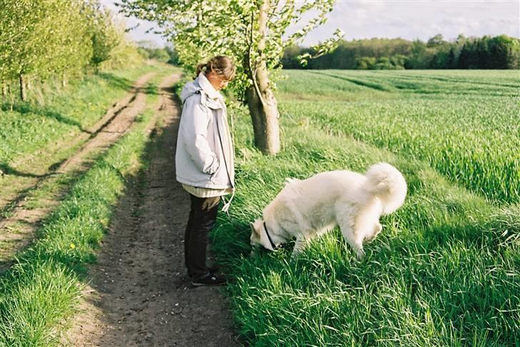 Hvid Schweizisk Hyrdehund Oscar (Himmelhund) - Venskab. Meget stærkt venskab billede 8