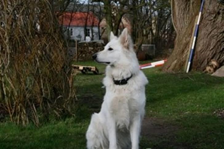 Hvid Schweizisk Hyrdehund Oscar (Himmelhund) billede 9