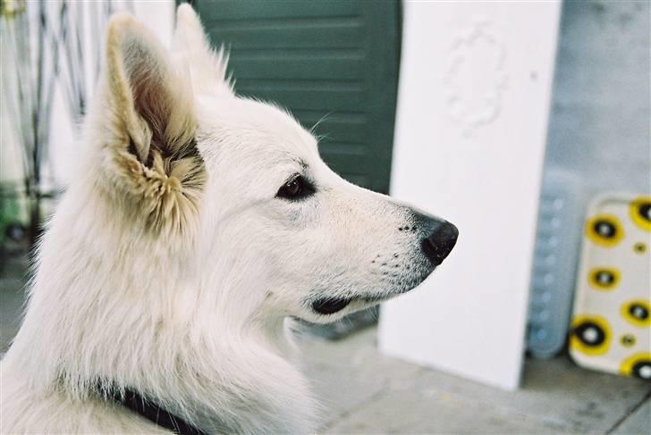 Hvid Schweizisk Hyrdehund Oscar (Himmelhund) - Evigt elsket, aldrig glemt. 
Du var i sandhed vores bedste ven.. billede 1