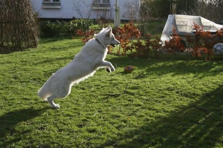 Hvid Schweizisk Hyrdehund Oscar (Himmelhund) - Vores livsglade hund .  billede 10