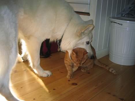 Hvid Schweizisk Hyrdehund Oscar (Himmelhund) - Indy larmede for meget. billede 13