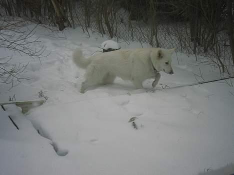 Hvid Schweizisk Hyrdehund Oscar (Himmelhund) - oscar i sneen.. Hans yndlings årstid. billede 14