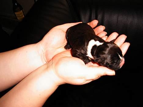 Fransk bulldog Gizmo billede 1