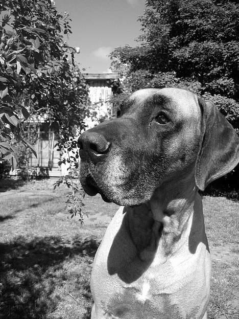 Grand danois Theis (død) billede 11