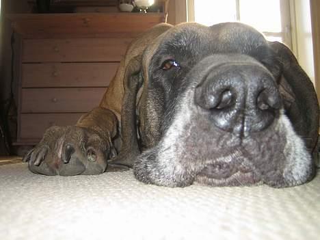 Grand danois Theis (død) billede 12