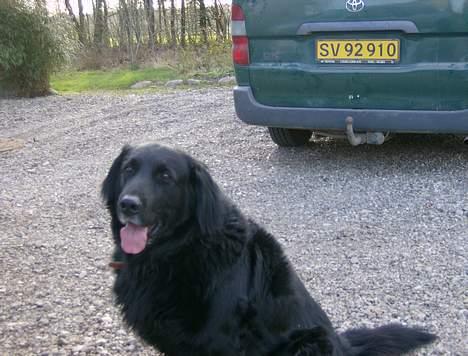 Blanding af racer Bobby billede 7