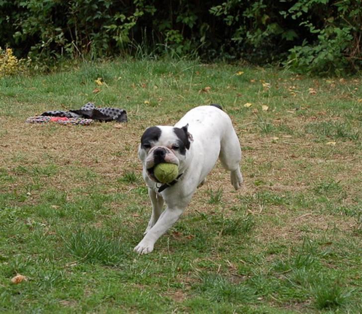 Fransk bulldog Cliff - Cliff 7 uger billede 3