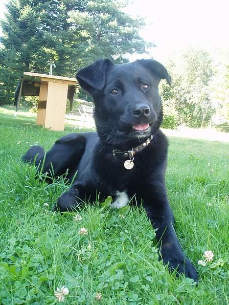 Blanding af racer Neja - Neja i haven 06 billede 1