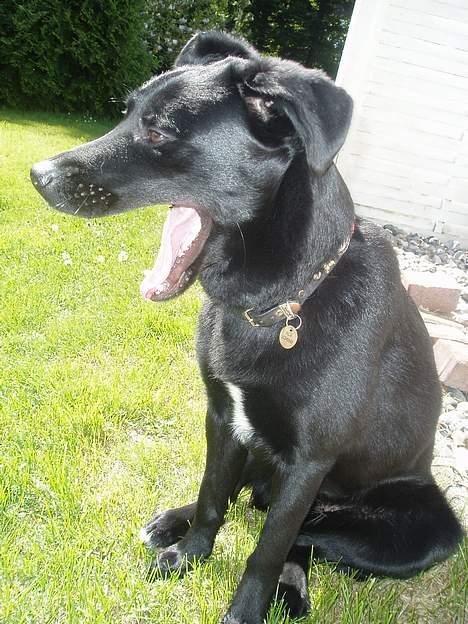 Blanding af racer Neja - gaaab.. billede 2