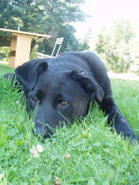 Blanding af racer Neja - Sidste sommer i haven.. tittit billede 3