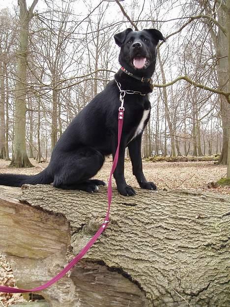 Blanding af racer Neja - Et billede fra dyrehaven billede 4