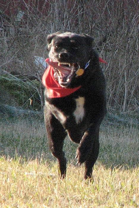 Blanding af racer Neja - kiks af neja.. hee billede 5