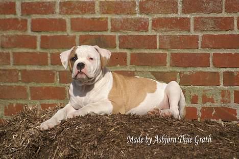 Amerikansk bulldog  bully... Kenzo... billede 15