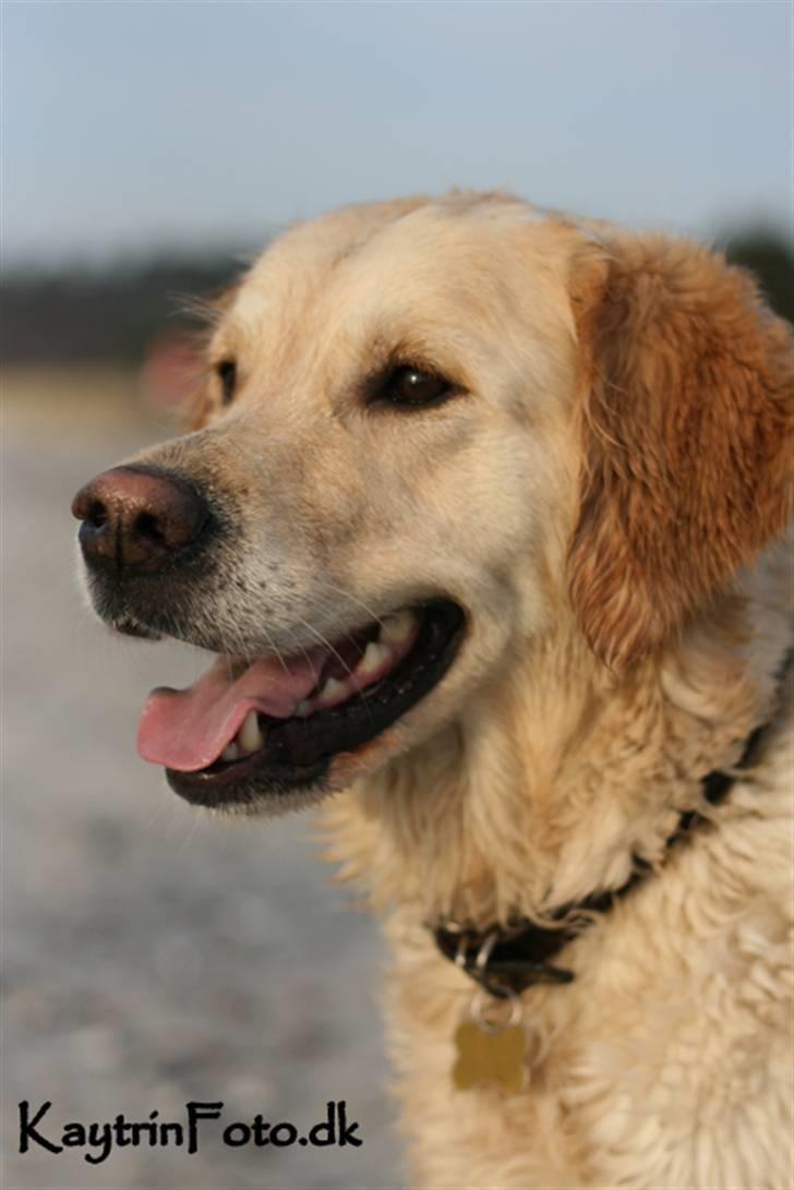 Golden retriever "Watch me" - *Chilli* - Smukke Chilli Februar 2008 billede 1