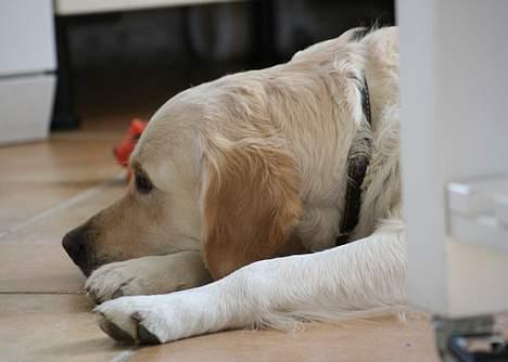 Golden retriever "Watch me" - *Chilli* - Chilli slapper af i køknet - d. 7 April 2007 billede 2