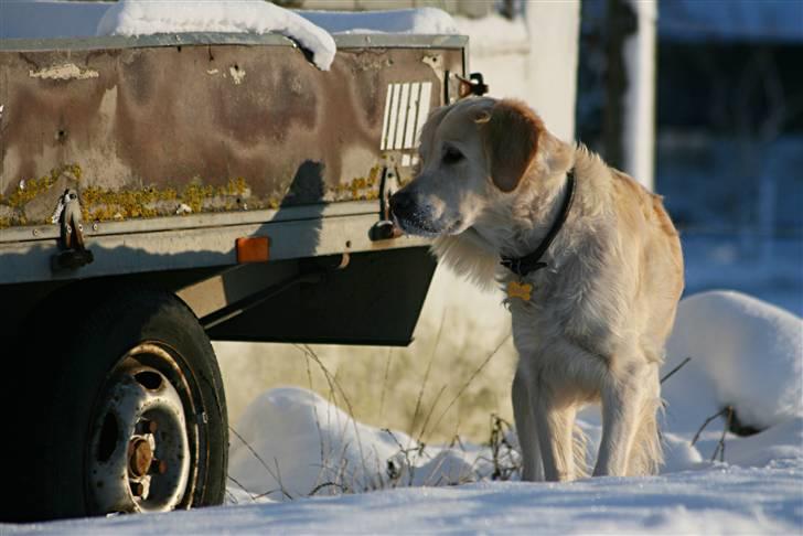 Golden retriever "Watch me" - *Chilli* - Chilli i sneen d. 19 december 09 billede 3