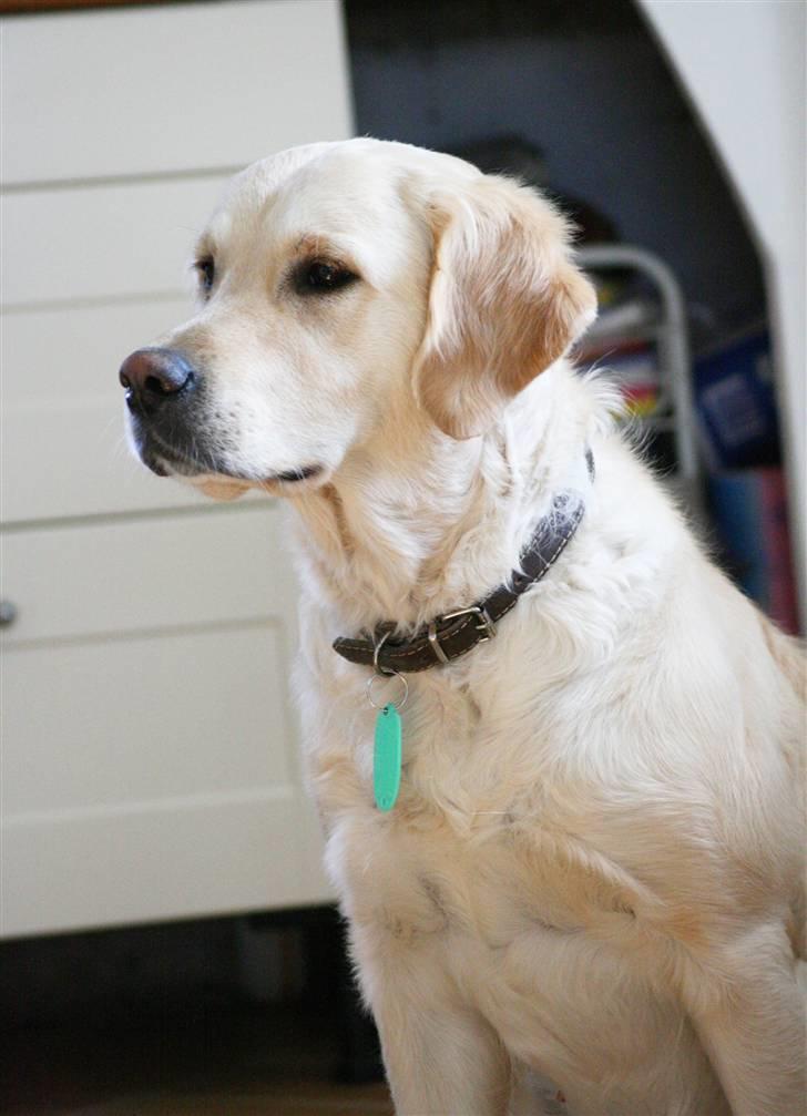 Golden retriever "Watch me" - *Chilli* - Chilli den dag vi fik hende d. 7 april 07 billede 4
