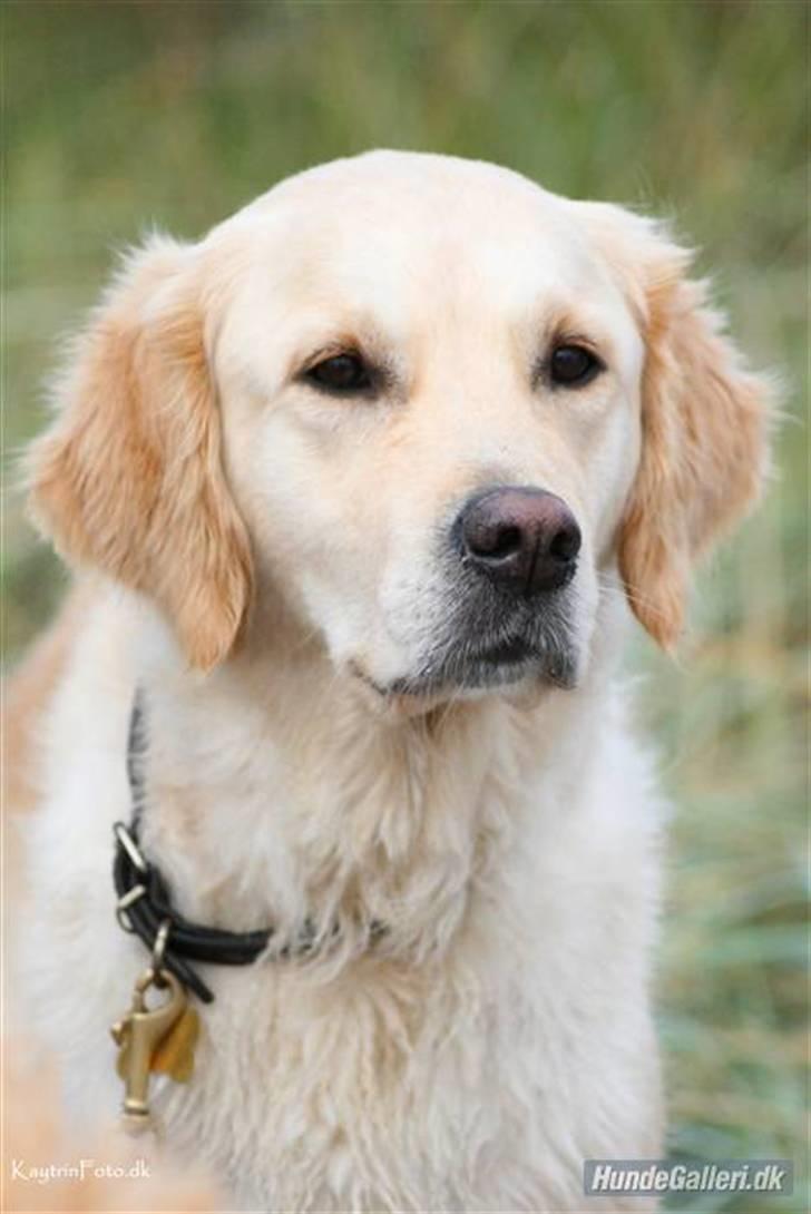 Golden retriever "Watch me" - *Chilli* - Det her er så Chilli :-)  d. 29 September 2007 billede 5