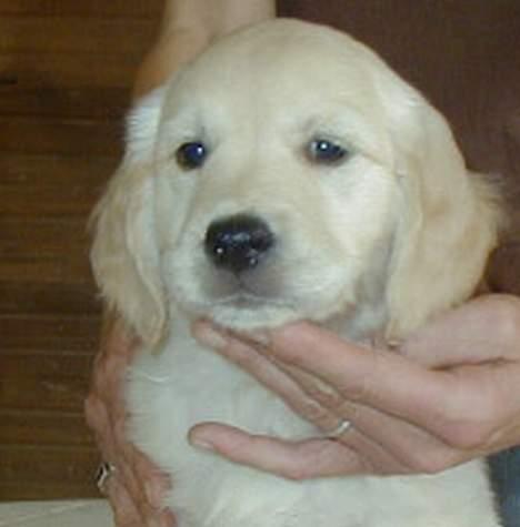 Golden retriever "Watch me" - *Chilli* - Lille Chilli 7½ uge Billedet er lånt fra Kildesprings hjemmeside, hvor hun kommer fra www.kildespring.com billede 6
