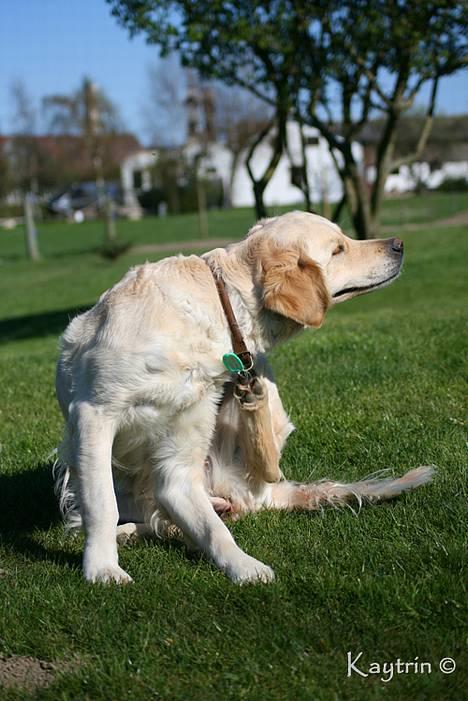 Golden retriever "Watch me" - *Chilli* - Arh hvor det klør... d.21-4-2007 billede 7