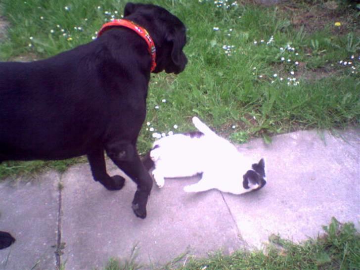 Labrador retriever Balou* Aflivet 4.juni07* - HIYA! Haha du kan ikke nå mig  billede 15