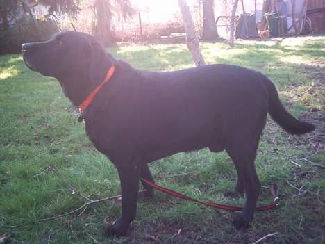 Labrador retriever Balou* Aflivet 4.juni07* billede 16