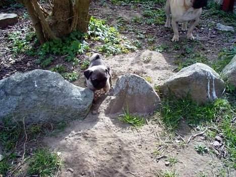 Mops Sigurt billede 11