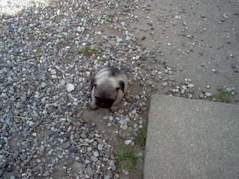 Mops Sigurt billede 12