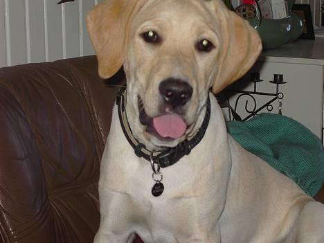 Labrador retriever (Formel 1) Kata billede 17