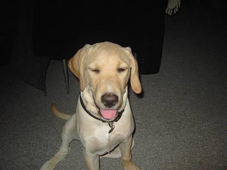 Labrador retriever (Formel 1) Kata - Grine kan vi også  billede 18