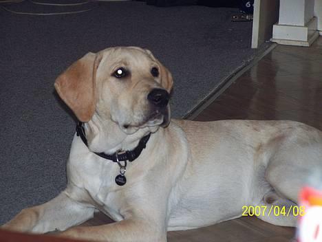 Labrador retriever (Formel 1) Kata billede 19