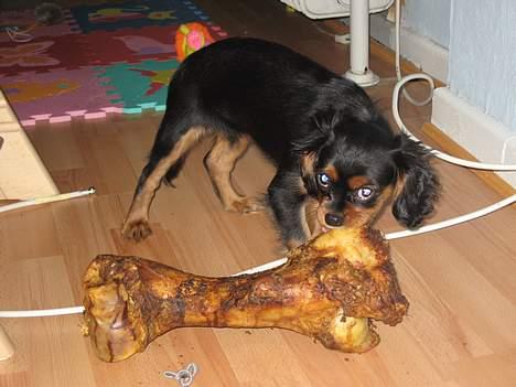 Cavalier king charles spaniel Pultz's Soya (Bailey) - Kom nu ben billede 6