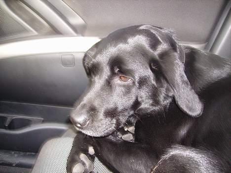 Labrador retriever Oskar - Her er Oskars mor Diesel billede 2