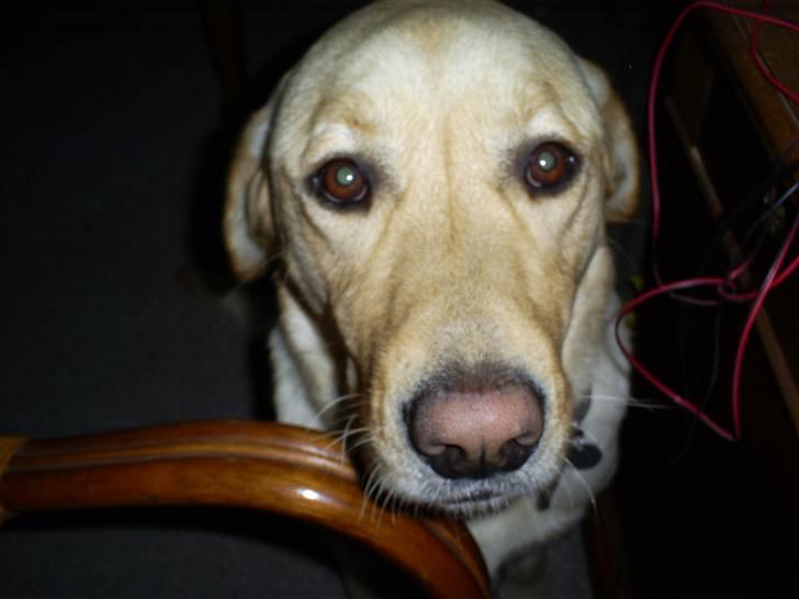 Labrador retriever Oskar - Oskar ser lidt betuttet ud(o; billede 3