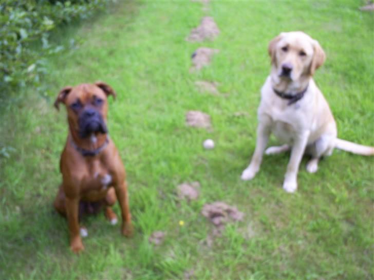 Labrador retriever Oskar - Søde hunde billede 4