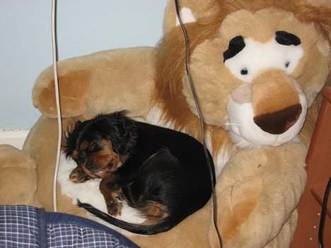 Cavalier king charles spaniel Pultz's Soya (Bailey) - Hr Løve passer du på lille mig billede 7